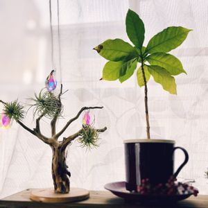 イオナンタ,サンキャッチャー,ペッパーベリー,コーヒーの木,観葉植物の画像