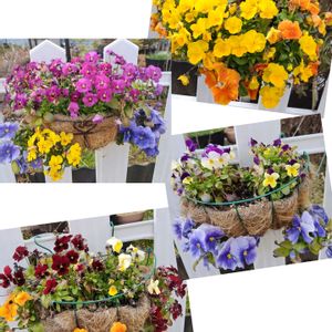 パンジー・ビオラ,鉢植え,我が家の庭,ハンギングバスケット,かわいい花の画像