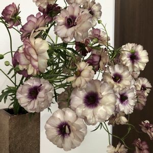 ラナンキュラス　ラックス,ラナンキュラスラックス　アイオリア,切り花,鉢植え,球根の画像