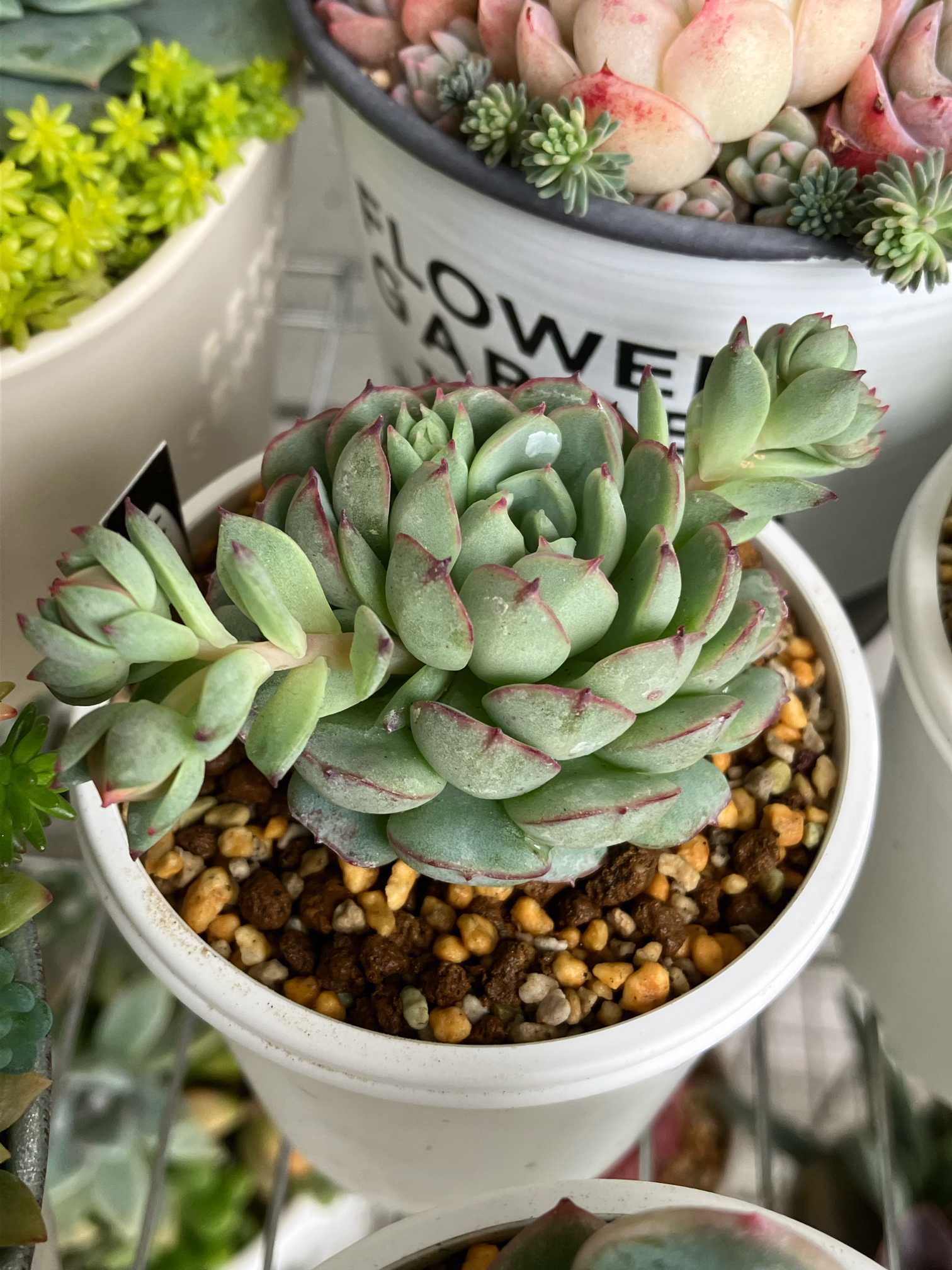 多肉植物 サボテン(ミニ)抜き苗 寄せ植え 等に｜Yahoo!フリマ