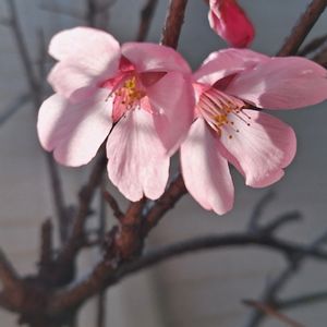 ハナニラ,ハナニラ,ハナニラ,オカメザクラ,陽光桜の画像