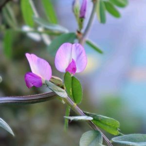 春の花,カラスノエンドウ,カラスノエンドウ,ヤハズエンドウ,烏野豌豆の画像