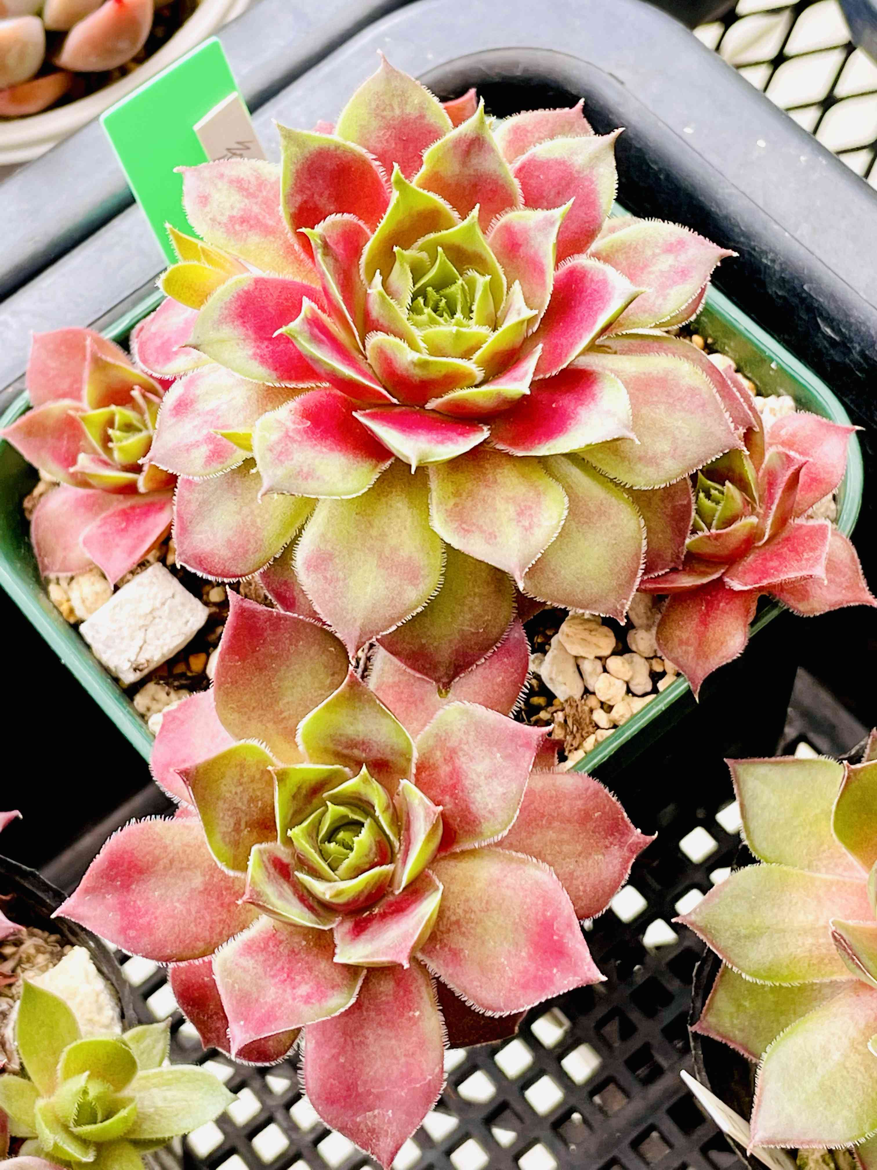 センペルビウム　紅夕月 ☑選べるセンペルビウム 紅夕月 - メルカリ