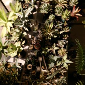 アガベ,多肉植物,観葉植物,楽しい,DIYの画像