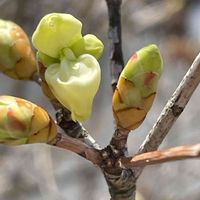 ドウダンツツジ,花壇,ガーデニング,庭木,山野草の画像