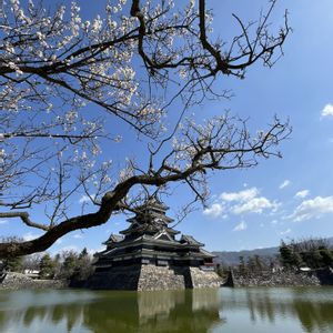 シダレヤナギ,ハクバイ,散歩,春を待つ,松本城の画像