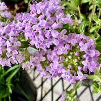 イブキジャコウソウ,ハーブ,シソ科,花咲く乙女たち♡,愛の花♡の画像