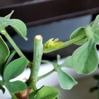 アデニア・グラウカ,塊根植物,コーデックス,ベラボン,夏型塊根植物の画像
