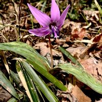 カタクリ,山野草,多年草,ユリ科,スプリングエフェメラルの画像