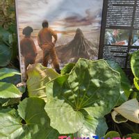 ツワブキ,映画の日,毎月1日はシネマと植物と。,パンフちゃんの画像