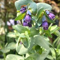 オオアラセイトウ,セリンセ・マヨール,リナリア,パンジー,タチツボスミレの画像