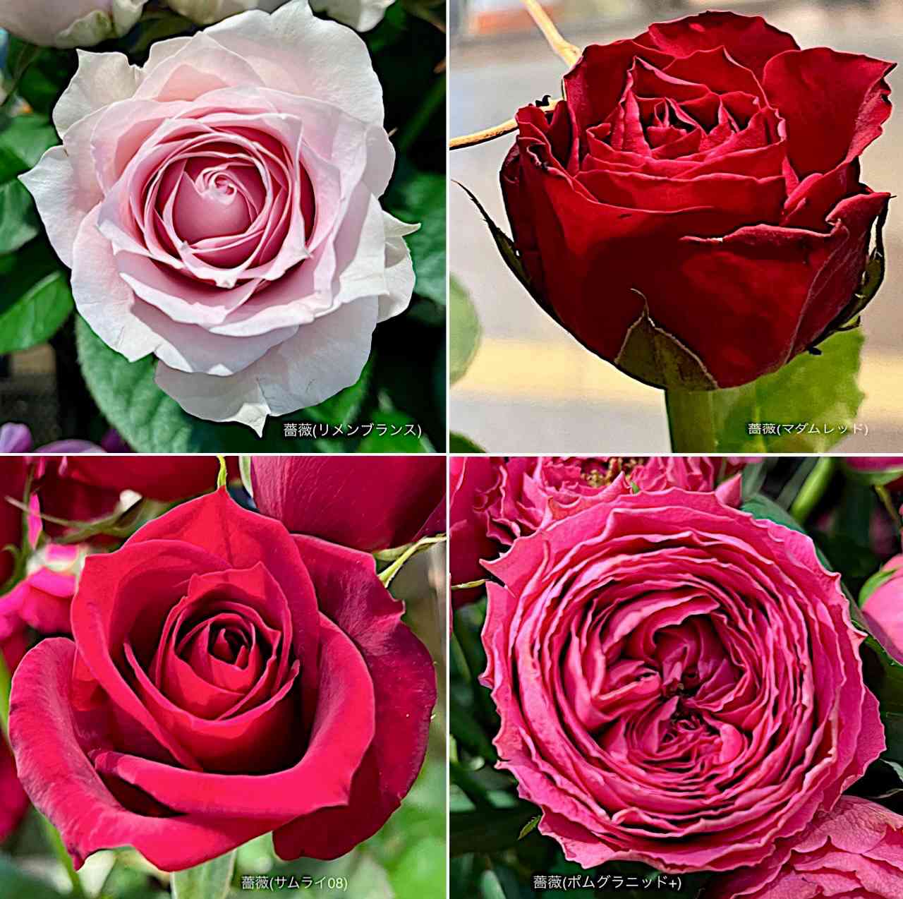 薔薇(リメンブランス)の投稿画像 by カタバミさん｜薔薇(マダムレッド