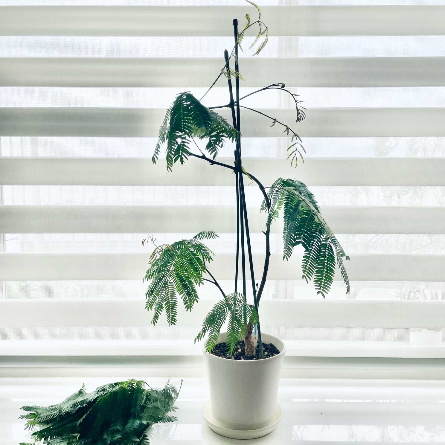 曲げ仕立て】エバーフレッシュ プランターセット