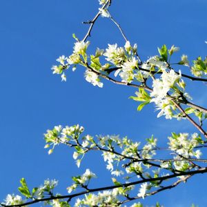 プラム,フレグラント,ハーブのある暮らし,季節のお花,春の訪れの画像