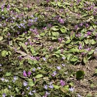 カタクリ,キクザキイチゲ,ミズバショウ,ケスハマソウ,六甲高山植物園の画像