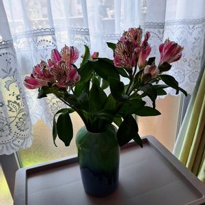 アストロメリア,アストロメリア,つぼみ！！,窓際,切り花を楽しむの画像