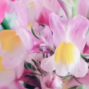リナリア,リナリア(姫金魚草),切り花,花瓶の花,花のある生活の画像