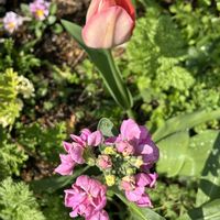 ストック,ストック,チューリップ,ピンクの花,植物のある暮らしの画像