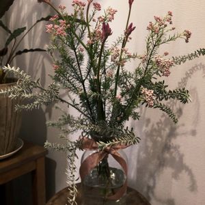カンガルーポー,ウエストリンギア　スモーキー,ライスフラワーピンク,切り花,鉢植えの画像