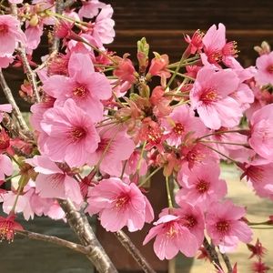 オカメザクラ,公園,花木,さくら 桜 サクラ,木に咲く花の画像