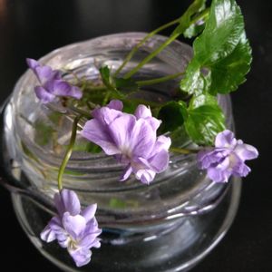 スミレ,八重咲きニオイスミレ（パルマスミレ）,いい香り.:*:・'°,地植え,切り花を楽しむの画像