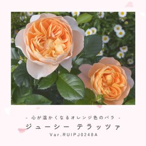バラ,ジューシーテラッツァ,ベランダガーデニング,バラ 鉢植え,京成バラ園芸の画像