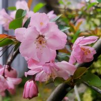ハナカイドウ,ハナカイドウ（花海棠）,植物がある暮らし,こまりねこ 街道ざくらの画像