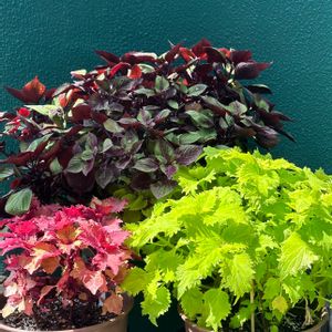栄養系コリウス,栄養系コリウス,カラーリーフ,夏に強い植物,暑さに負けないの画像