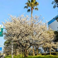 ソメイヨシノ,ヤシの木,2024桜さくらサクラリレー,戦争反対,平和を願う☆の画像
