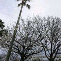 マツ,ソメイヨシノ,ヤシの木,2024桜さくらサクラリレー,戦争反対の画像