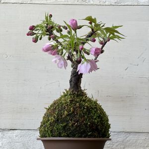 サクラ,桜 さくら,苔玉仕立ての画像