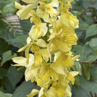 エビネ,エビネラン,キエビネ,山野草,神代植物公園の画像