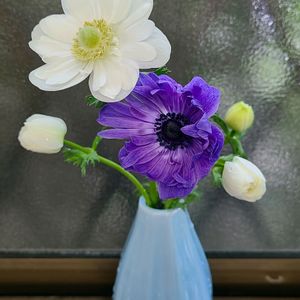 アネモネ,生け花,花のある暮らし,2年目,お花は癒しの画像