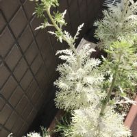 ハボタン,白花,アブラナ科,お出かけ先の画像