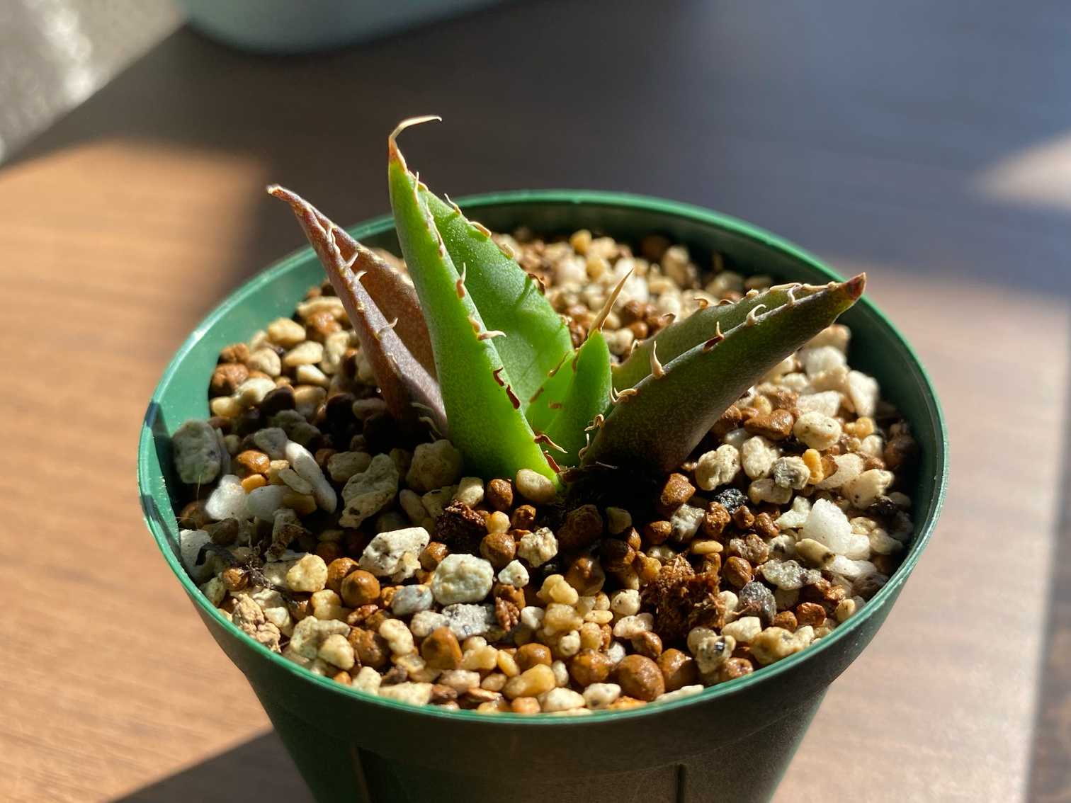 アガベ ハデス｜🍀GreenSnap（グリーンスナップ）