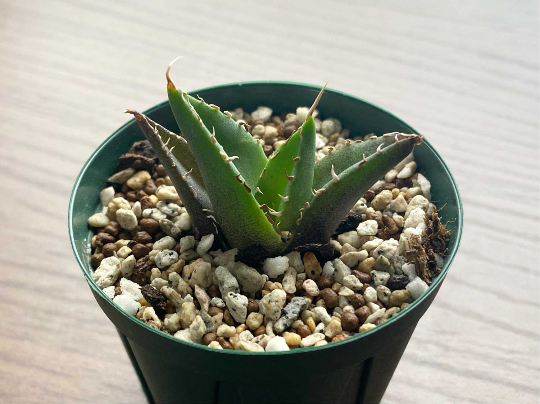 アガベ ハデス｜🍀GreenSnap（グリーンスナップ）