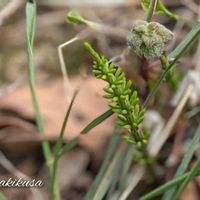 キュウリグサ,スギナ,苔(コケ),ヒキガエル,雄の画像