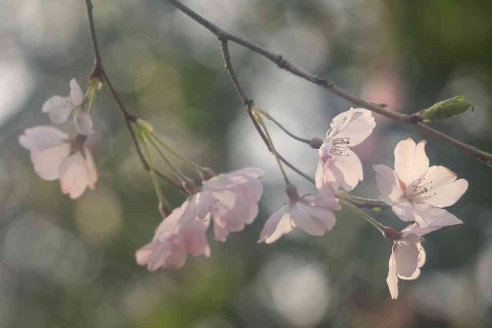 maroさんの里山ガーデン（大花壇）への投稿