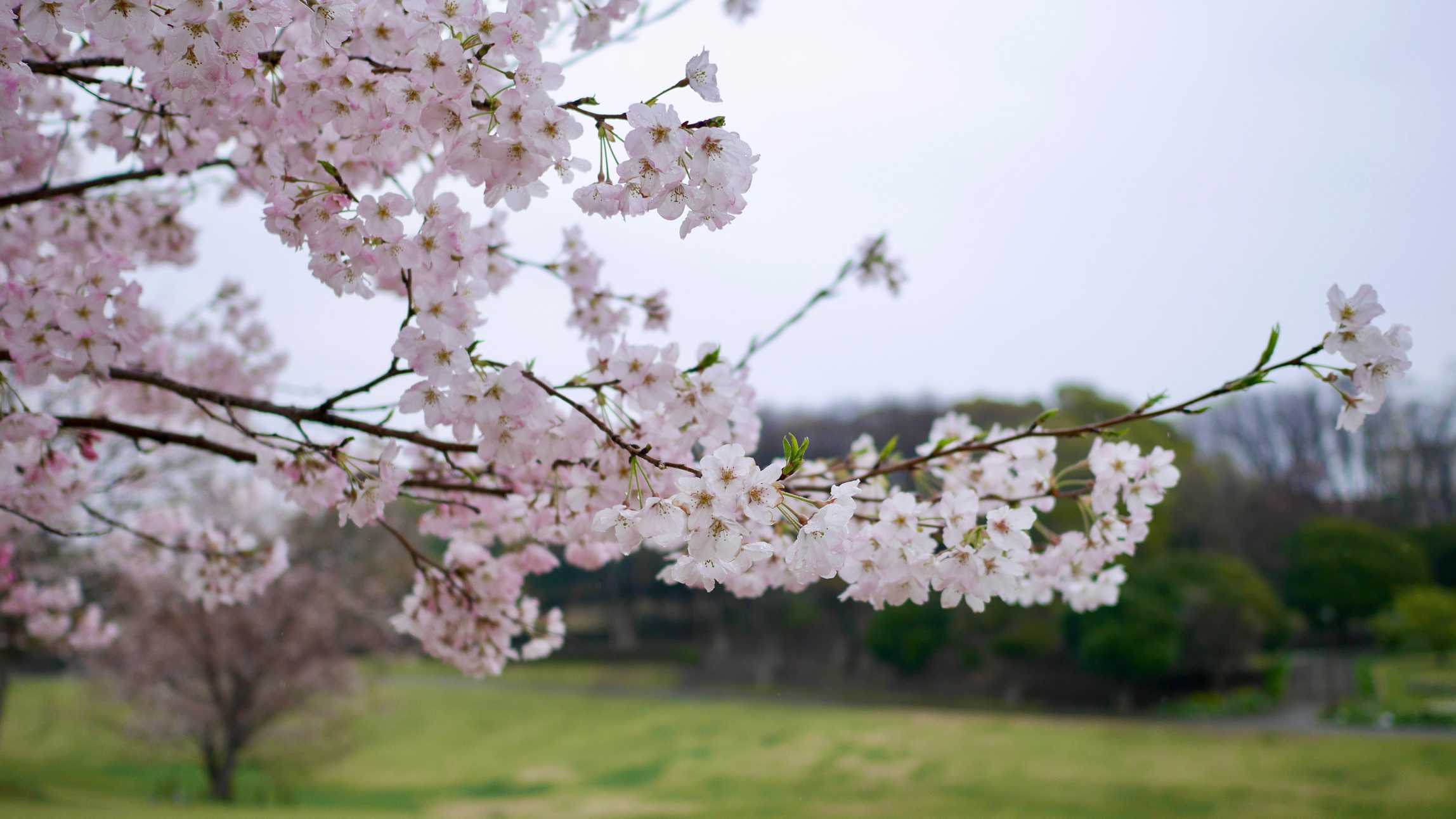 横浜 雨の中のお花見｜🍀GreenSnap（グリーンスナップ）