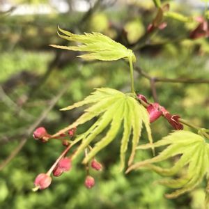イロハモミジ,タカオカエデの画像