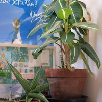 サンスベリア,ディフェンバキア,ディフェンバキア ホワイトマジック,観葉植物,鉢植えの画像