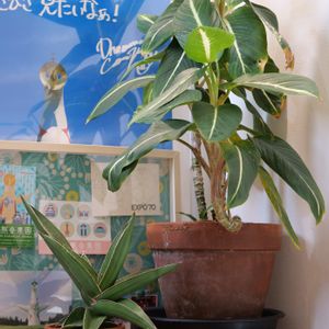 サンスベリア,ディフェンバキア,ディフェンバキア ホワイトマジック,観葉植物,鉢植えの画像