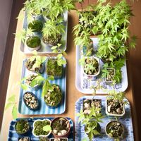 コナラ,イロハモミジ,実生,小品盆栽の画像