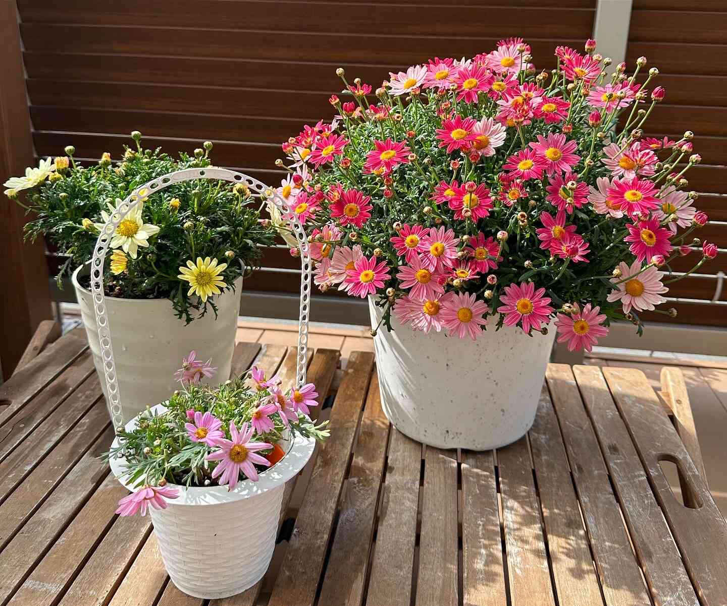 マーガレットの投稿画像 by ママちゃんさん｜小さな庭と鉢植えと