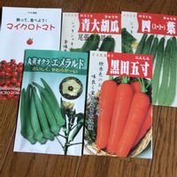 マイクロトマト,青大胡瓜,タネまき,アサヒ農園,野菜遺産の画像