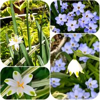 スノーフレーク,スノーフレーク(スズランスイセン),꒰ღ˘◡˘ற꒱かわゅ~,今日のお花,小さなお庭の画像