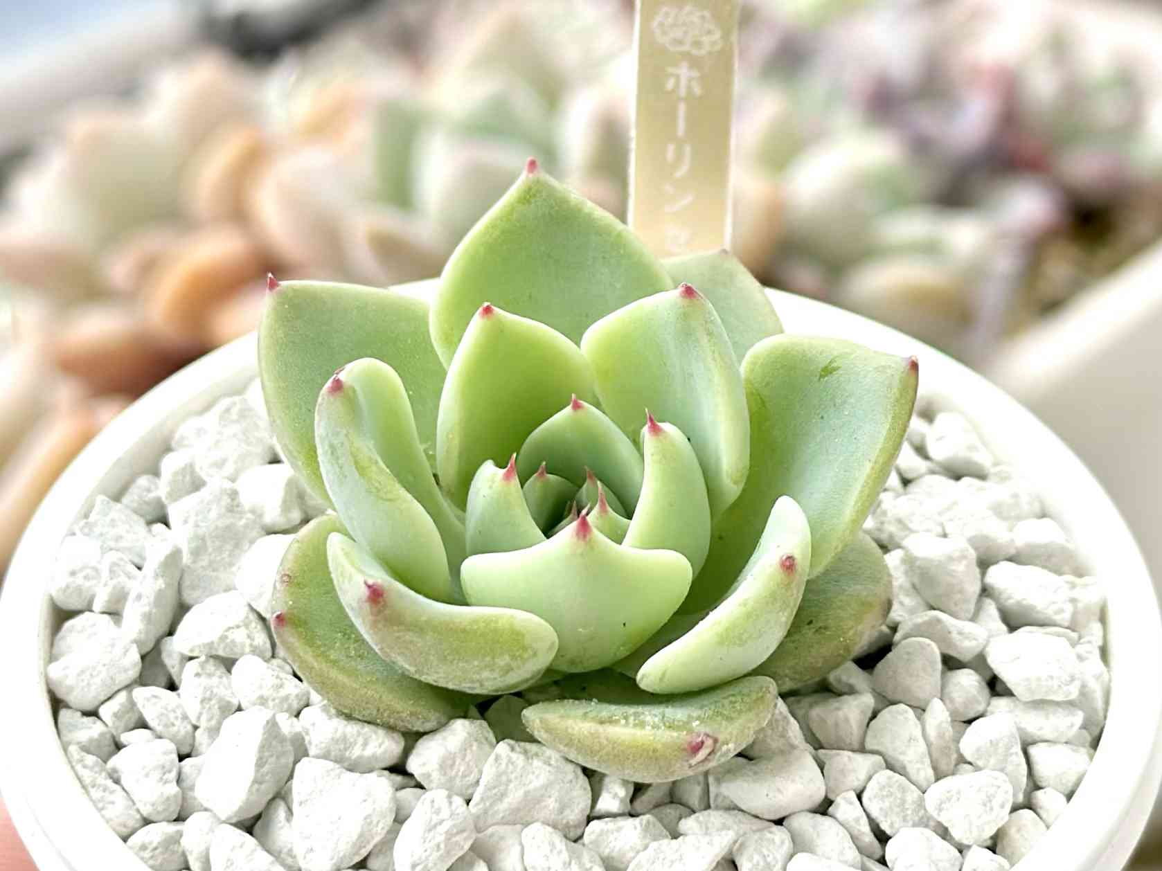 ホーリンゼの一覧｜🍀GreenSnap（グリーンスナップ）