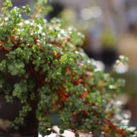 ピレア グラウカ,観葉植物,鉢植えの画像