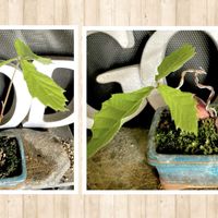 コナラ,盆栽,実生,ミニ盆栽の画像