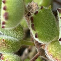 スノーフレーク,熊童子,スズラン水仙,センペルビウム コンプトデコンガ,アロマ ティカスの画像